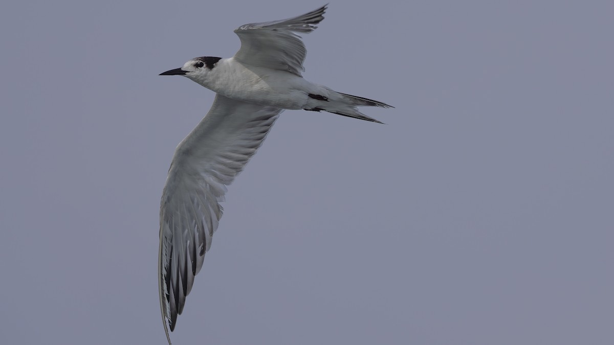 Common Tern - ML620006879