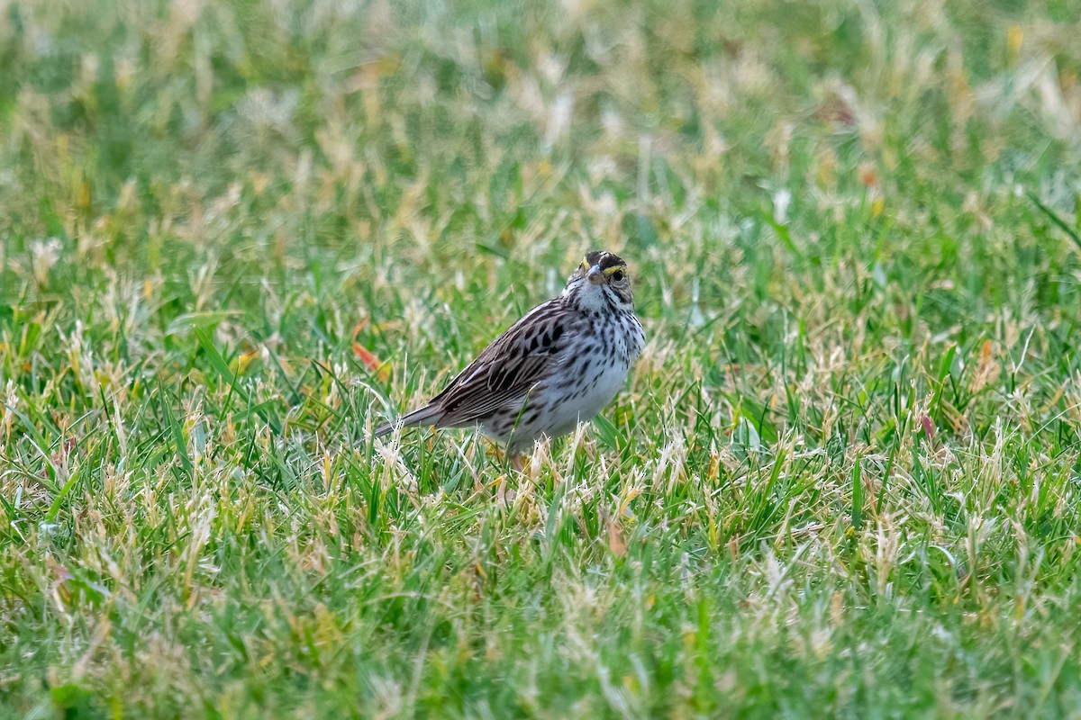 Savannah Sparrow - ML620006881