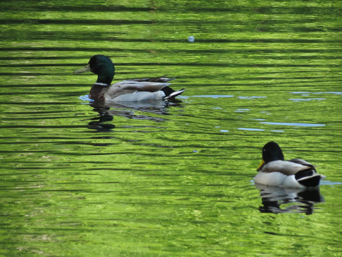 Mallard - ML620006887