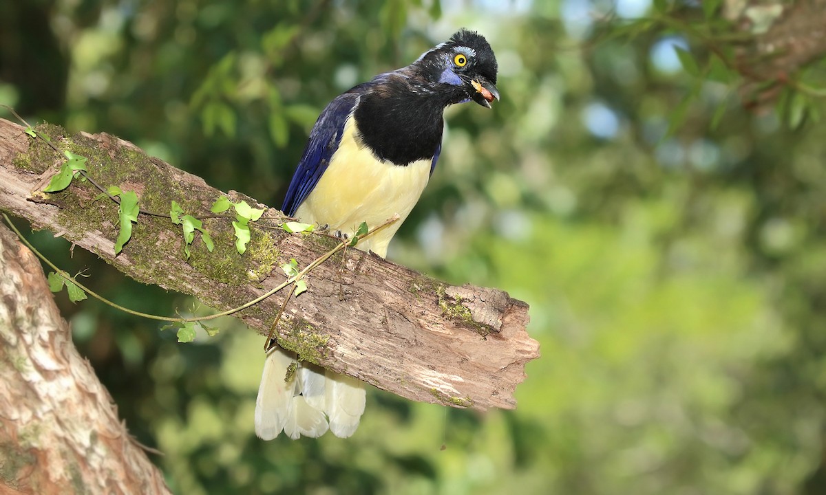 Plush-crested Jay - ML620006890