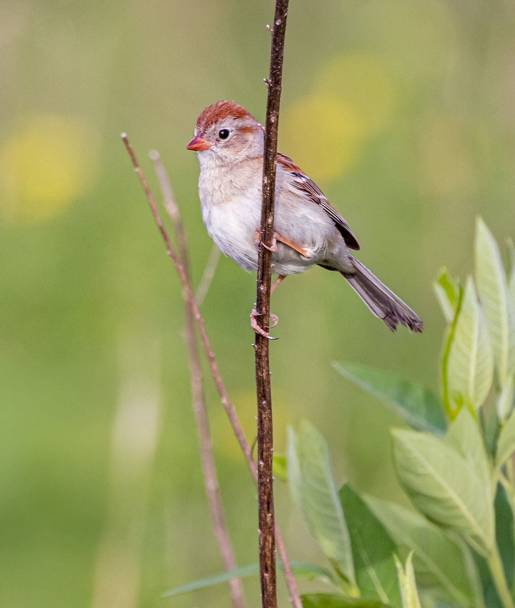 Field Sparrow - ML620006892