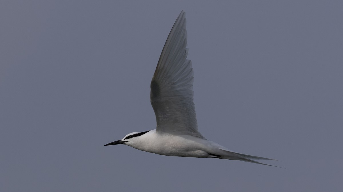 Black-naped Tern - ML620006893