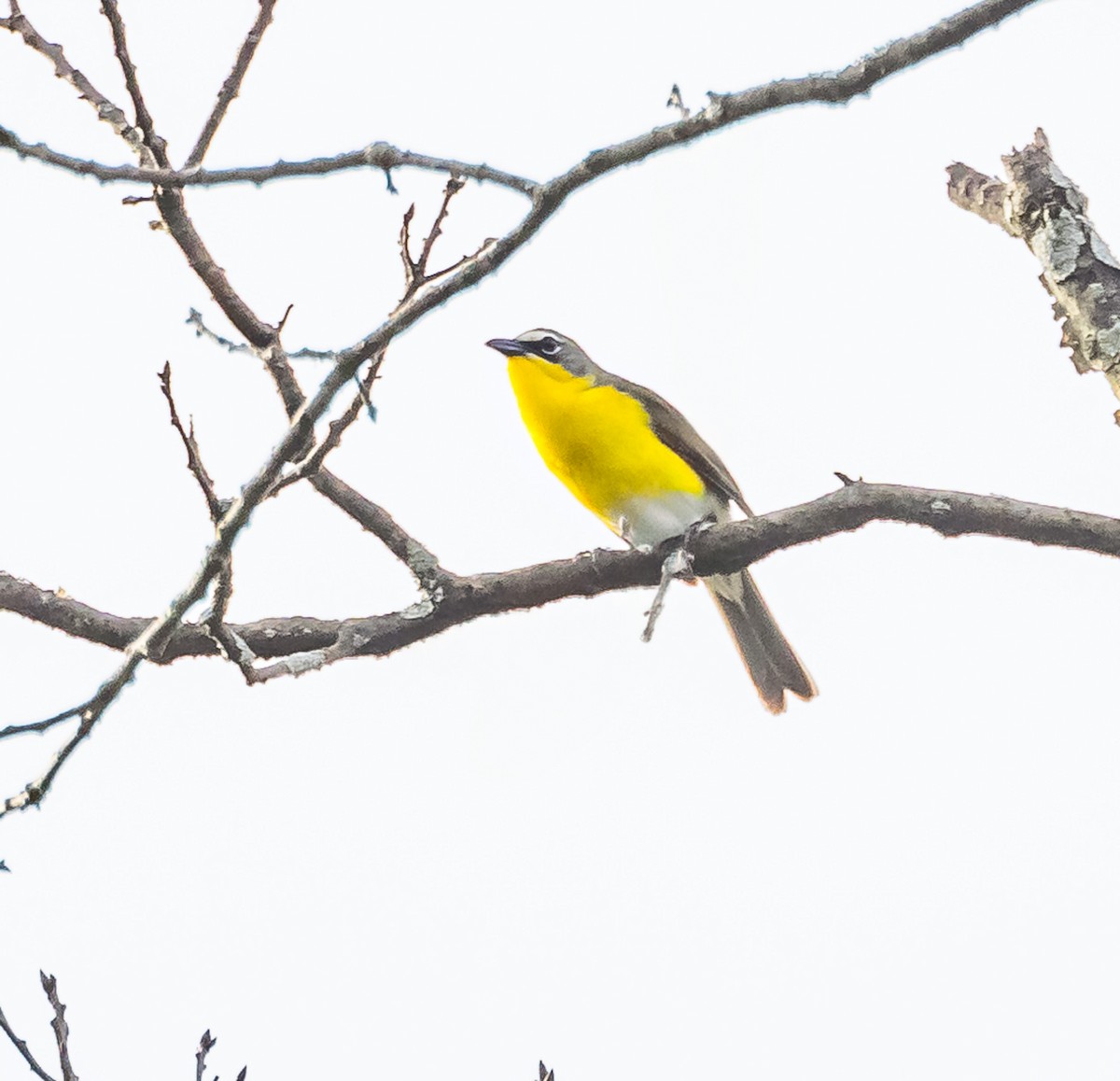 Yellow-breasted Chat - ML620006901