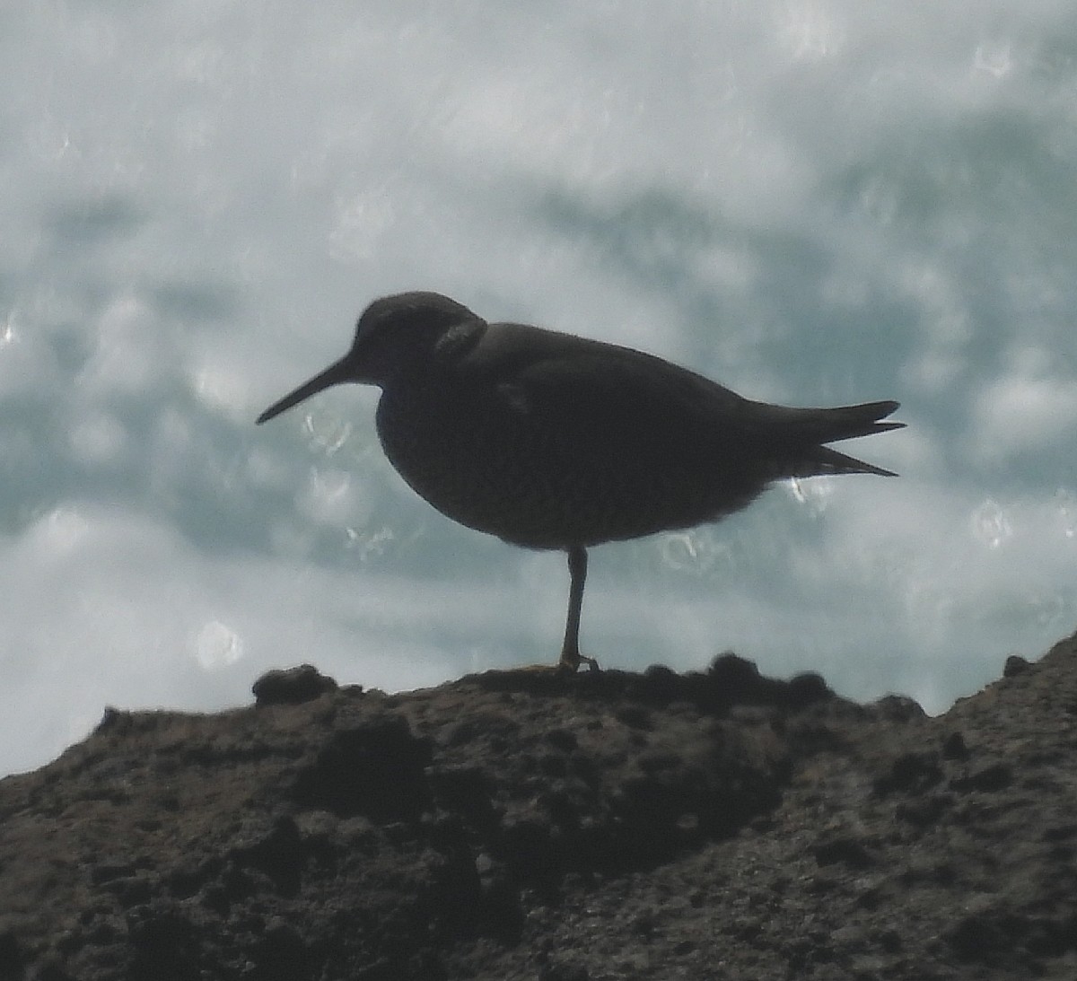 Wandering Tattler - ML620006907