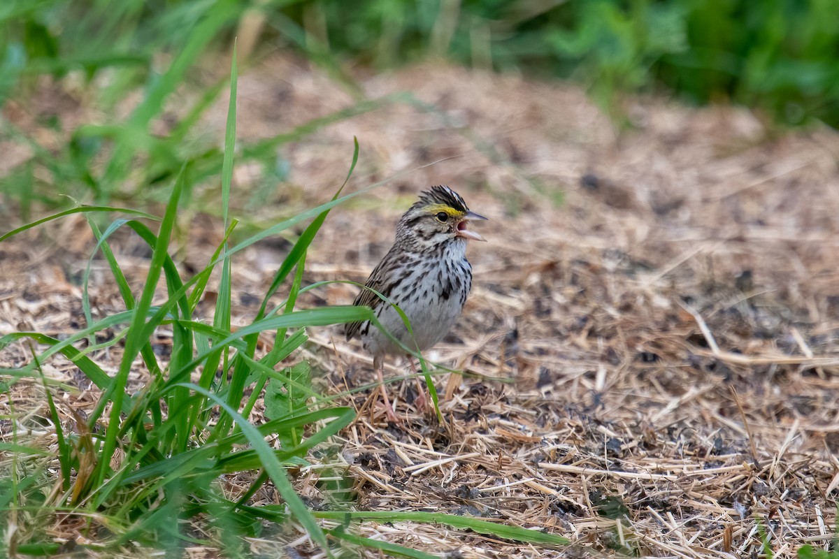 Savannah Sparrow - ML620006908