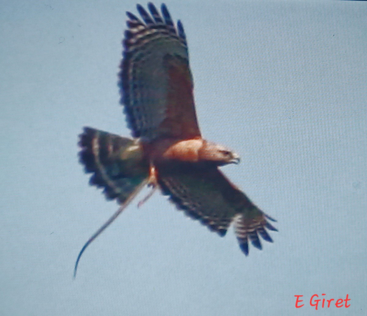 Red-shouldered Hawk - ML620006909