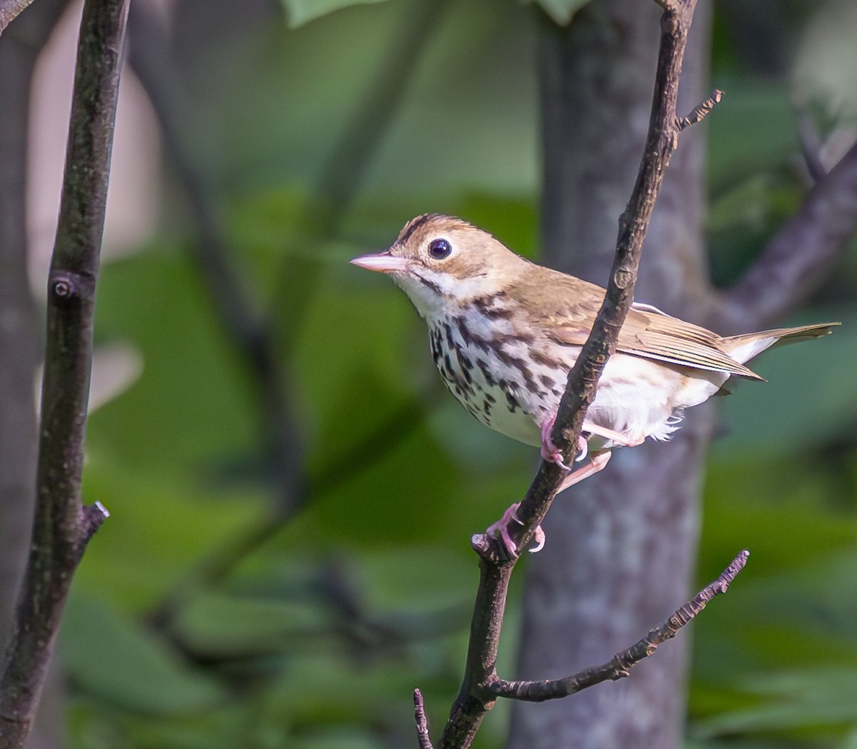 Ovenbird - ML620006912