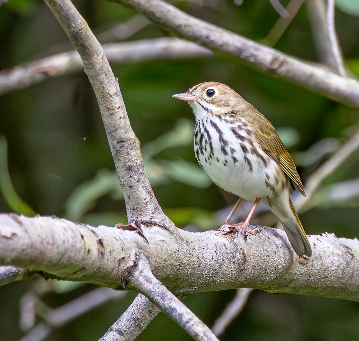 Ovenbird - ML620006913