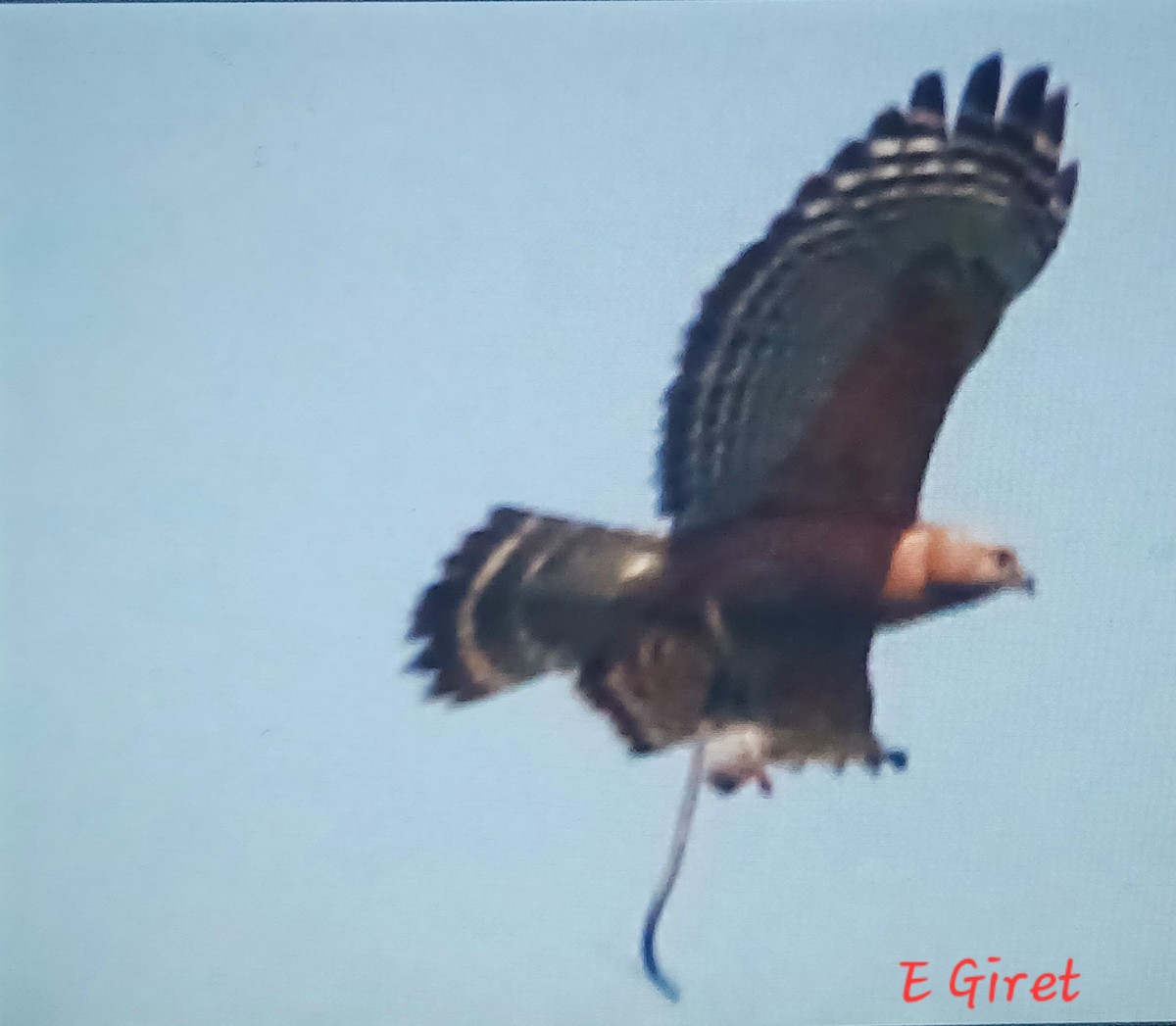 Red-shouldered Hawk - ML620006916