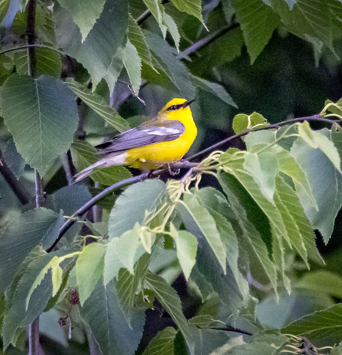 Blue-winged Warbler - ML620006918