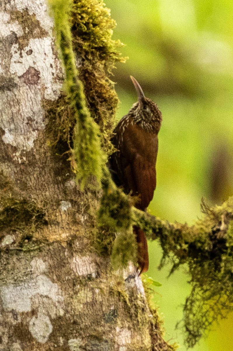 Spotted Woodcreeper - ML620006919