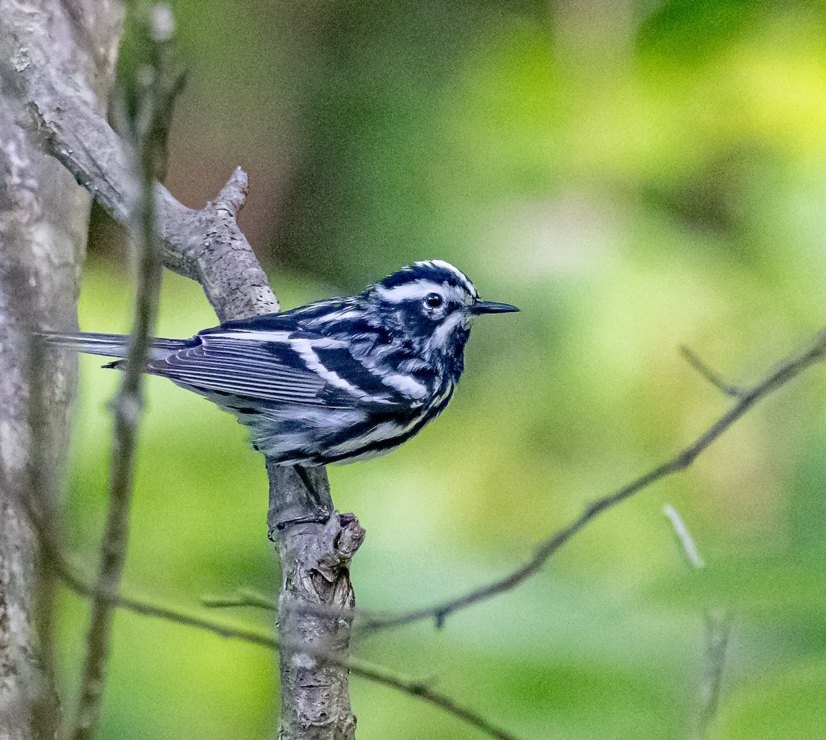 Black-and-white Warbler - ML620006921