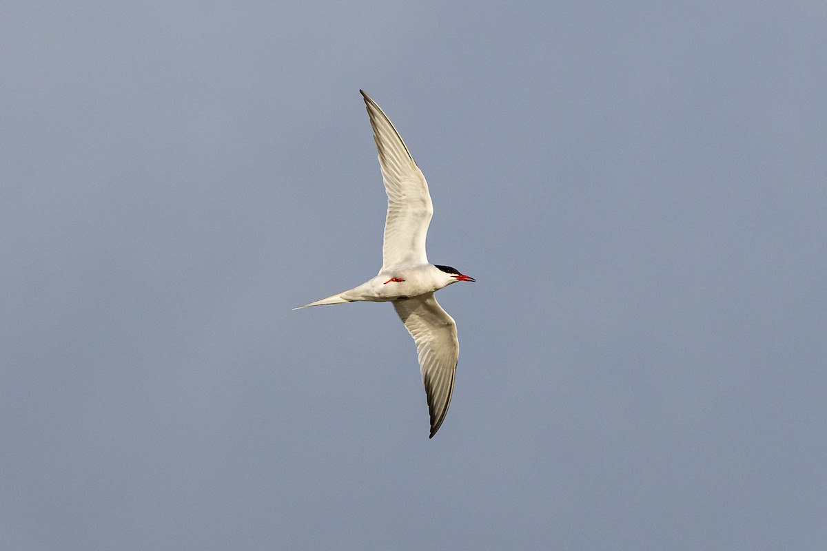 Common Tern - Francisco Garcia