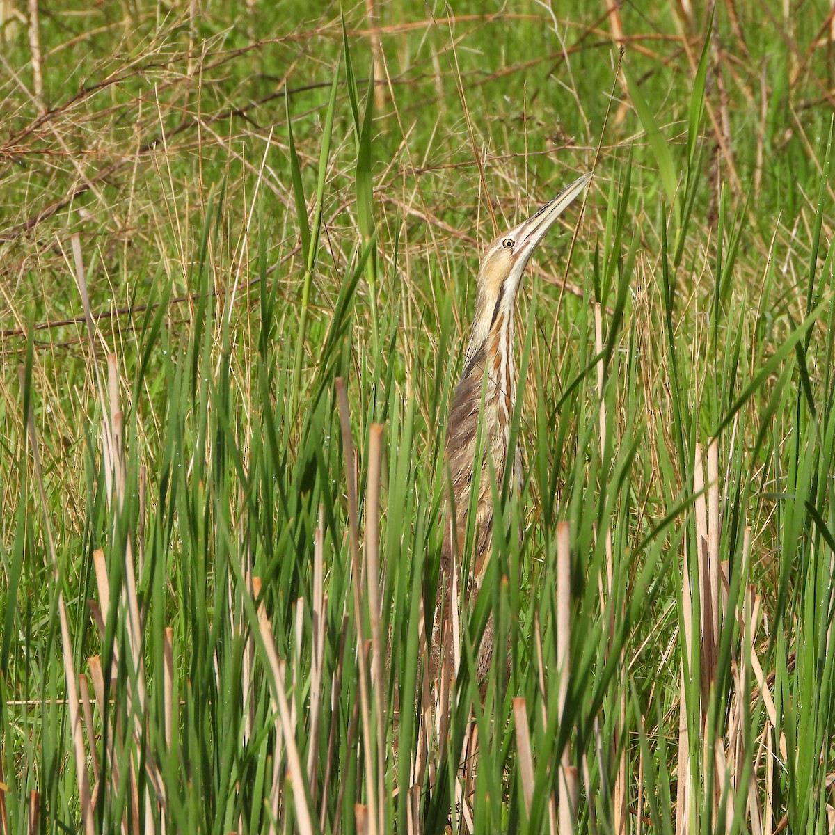 American Bittern - ML620006927