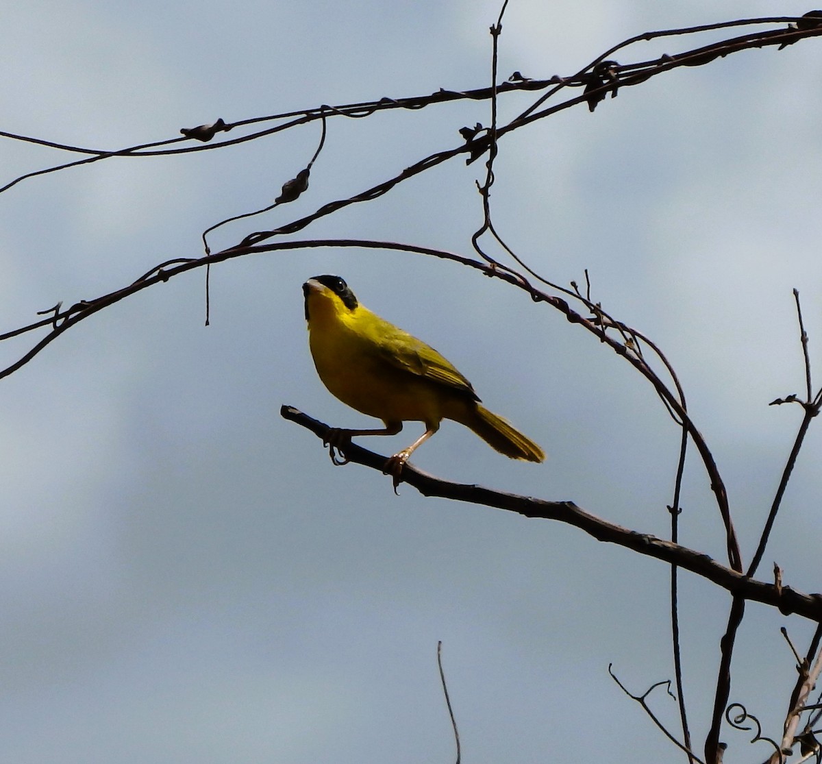 Masked Yellowthroat - ML620006939