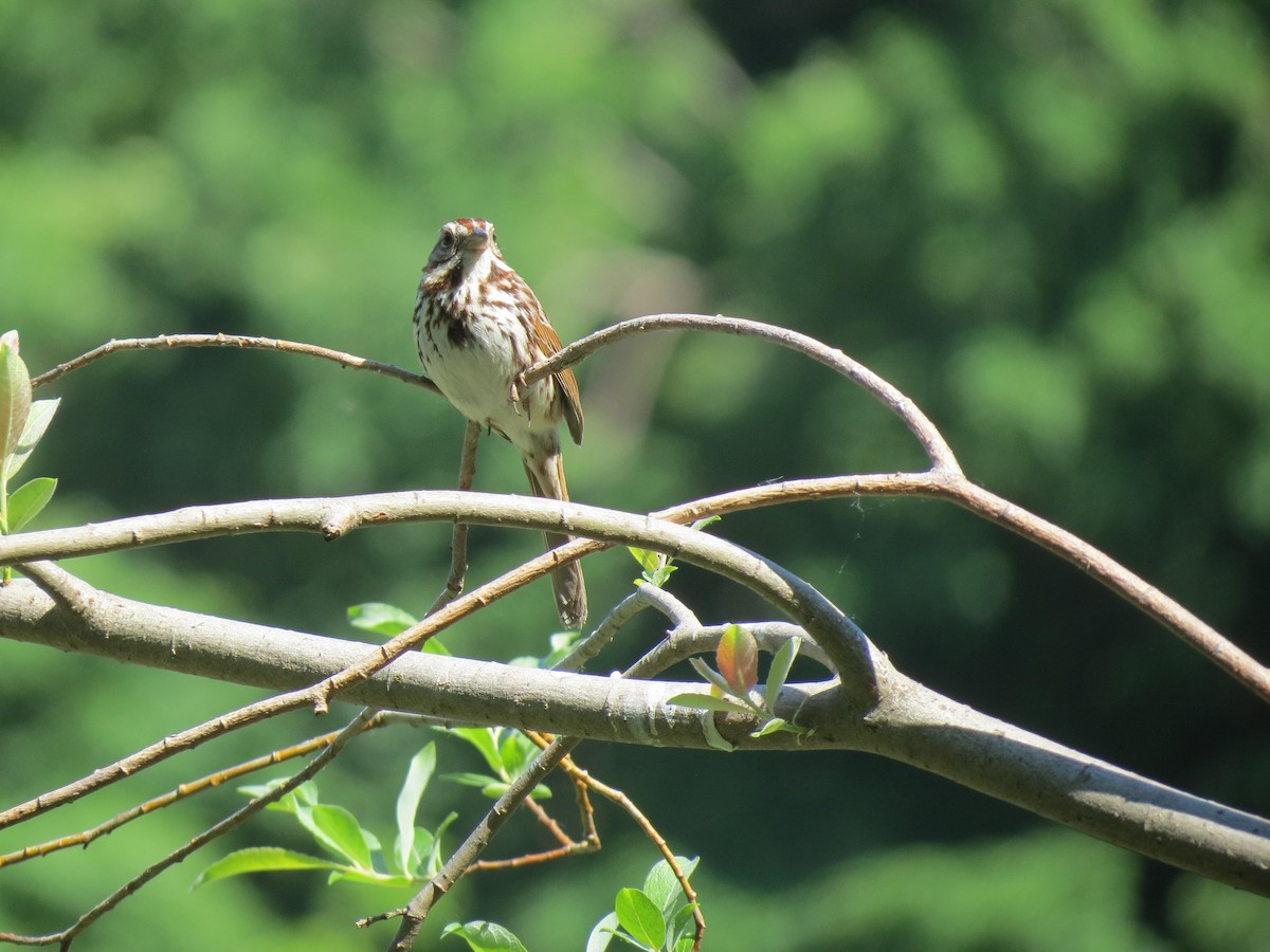 Song Sparrow - ML620006963