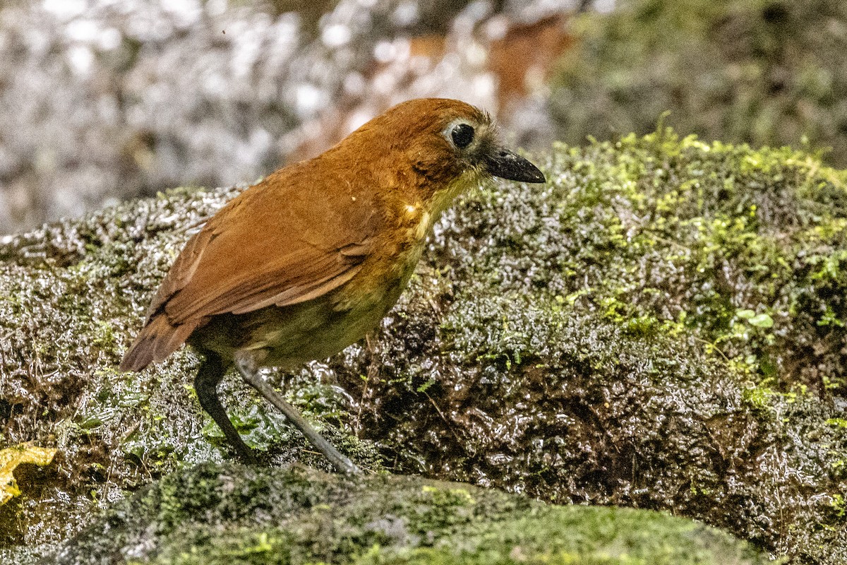 Yellow-breasted Antpitta - ML620006969