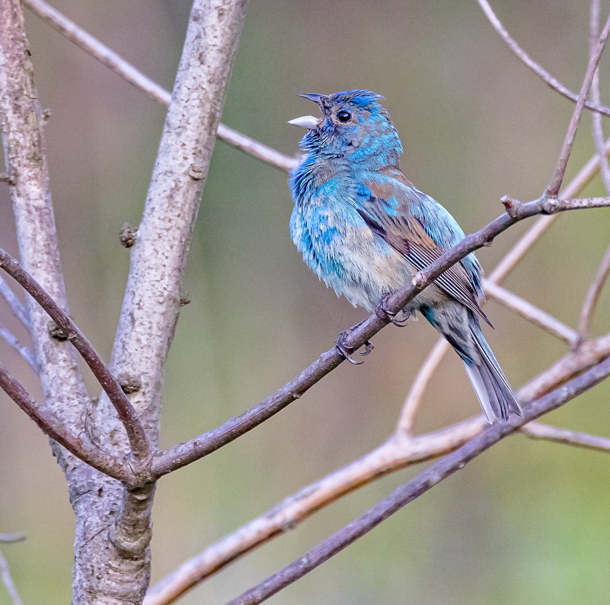 Indigo Bunting - ML620006971