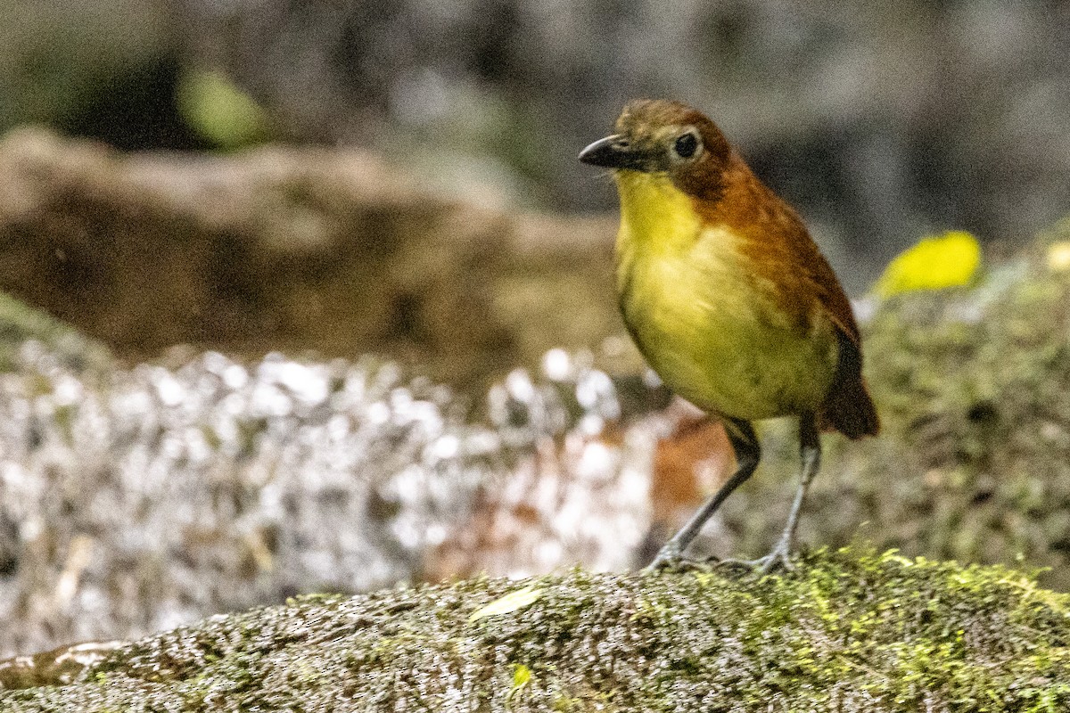 Yellow-breasted Antpitta - Michael Cook