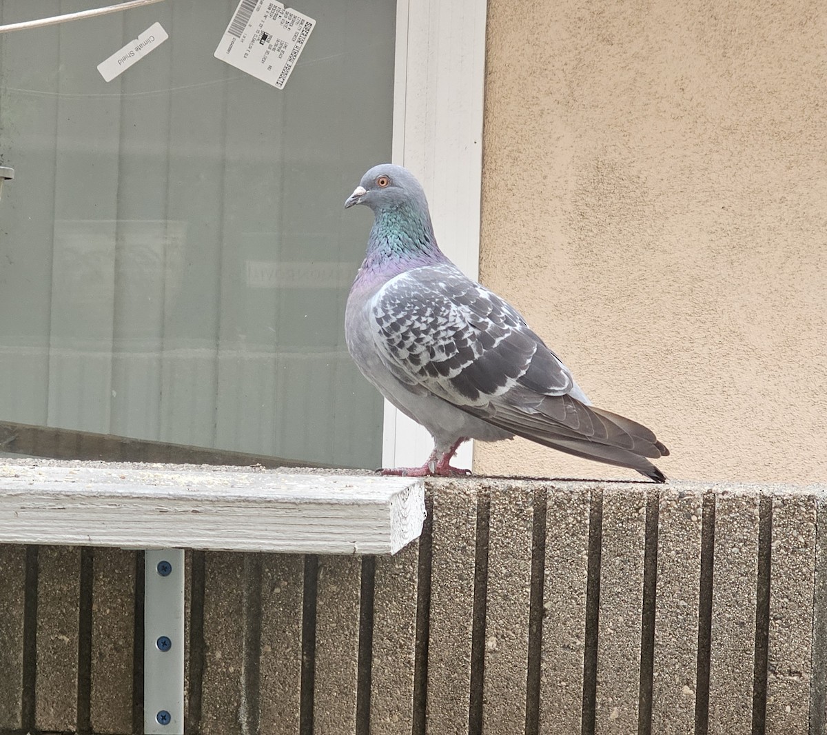 Rock Pigeon (Feral Pigeon) - ML620006981