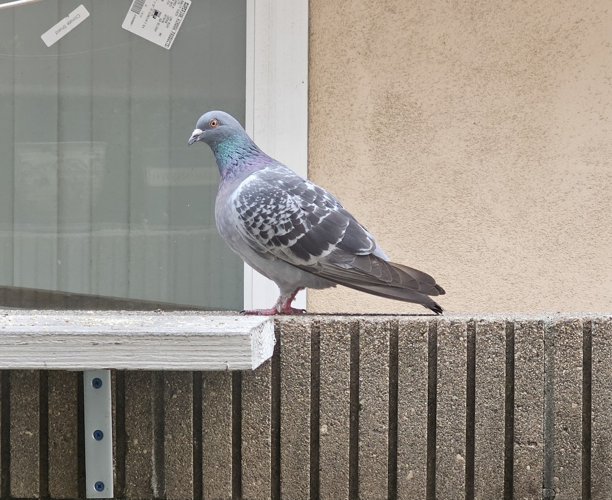 Rock Pigeon (Feral Pigeon) - ML620006982