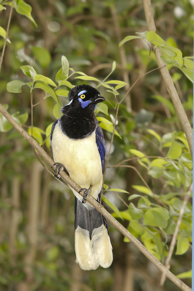 Plush-crested Jay - ML620006988