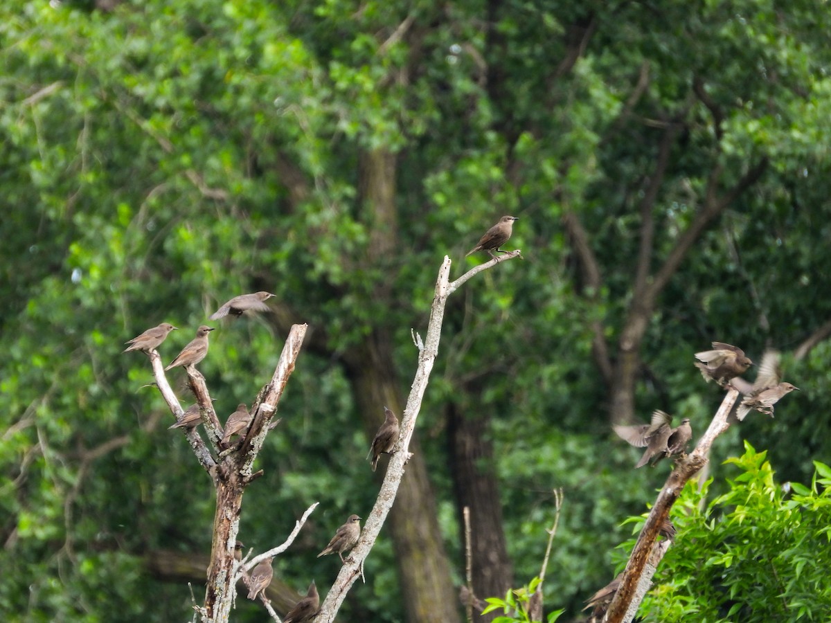 European Starling - ML620006989