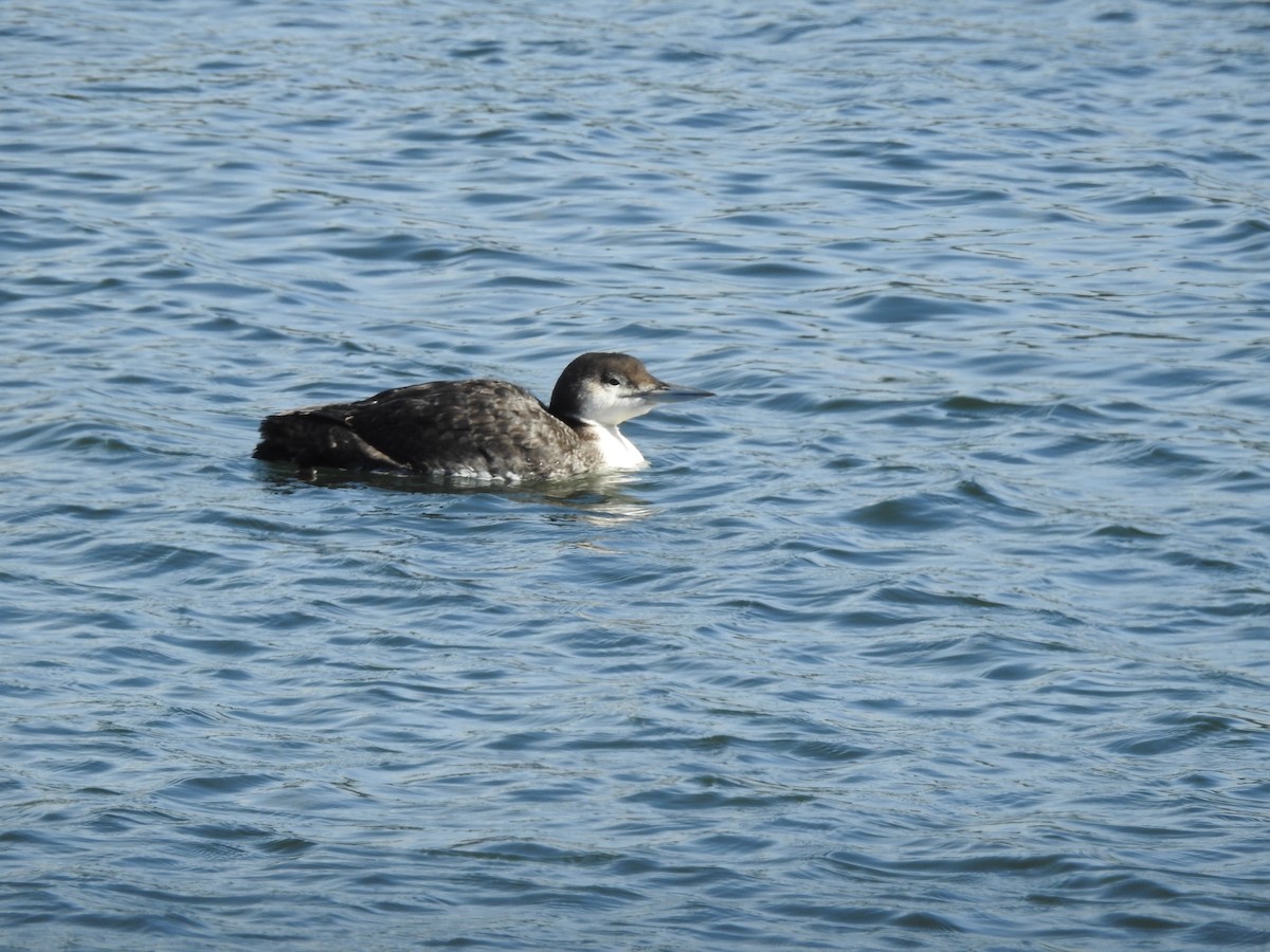 Common Loon - ML620006990