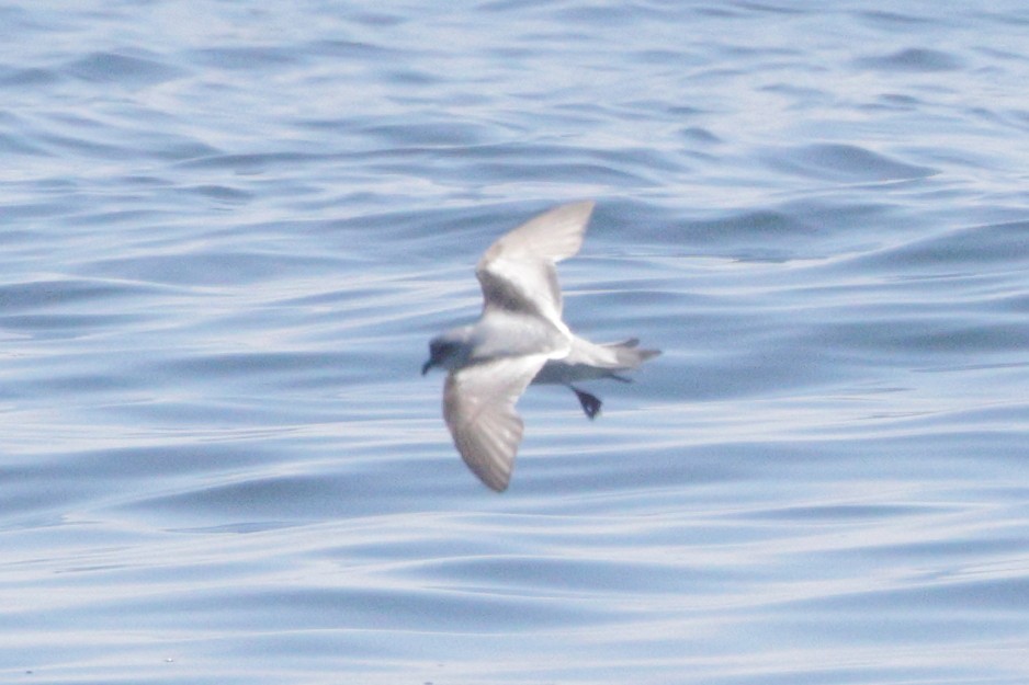 Fork-tailed Storm-Petrel - ML620006991