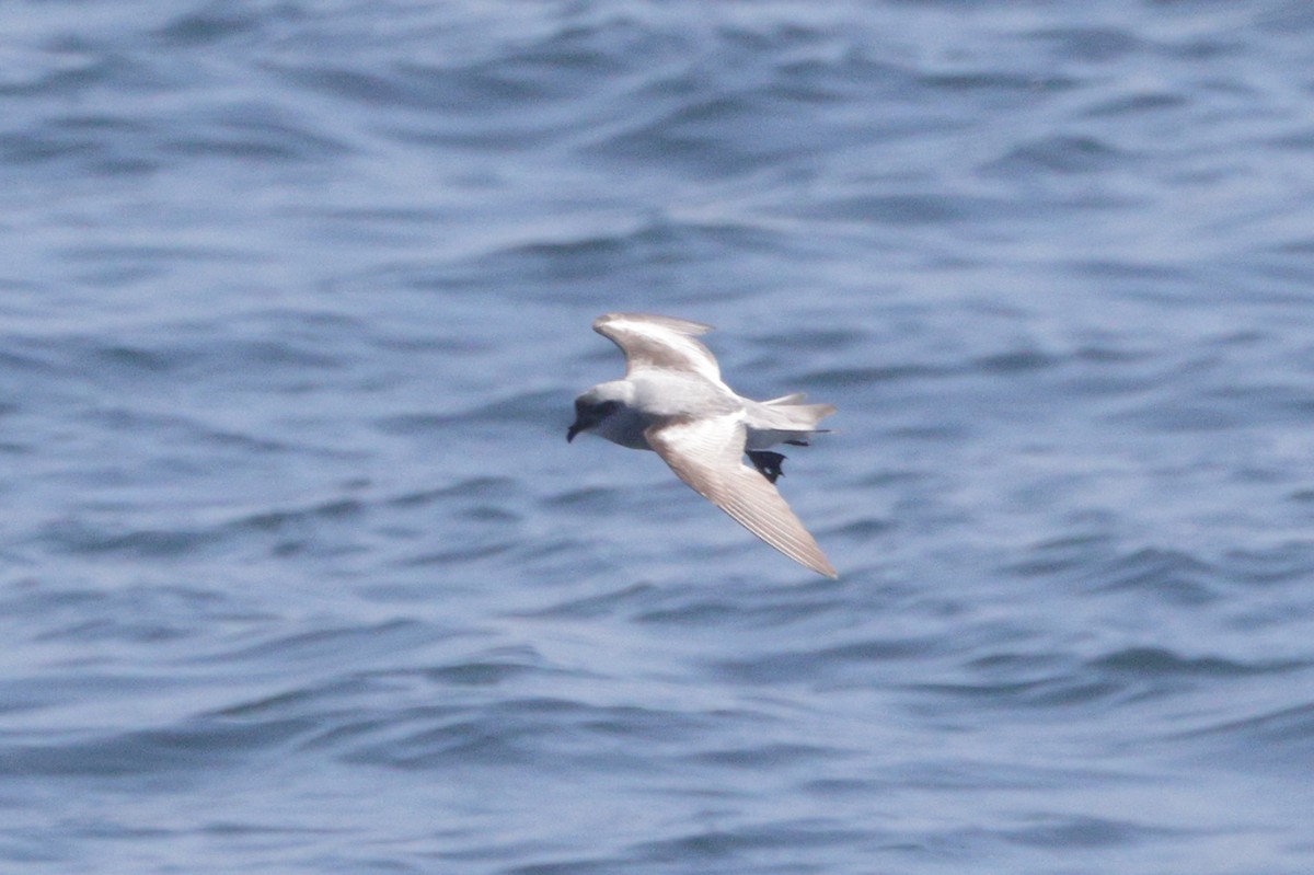 Fork-tailed Storm-Petrel - ML620006992