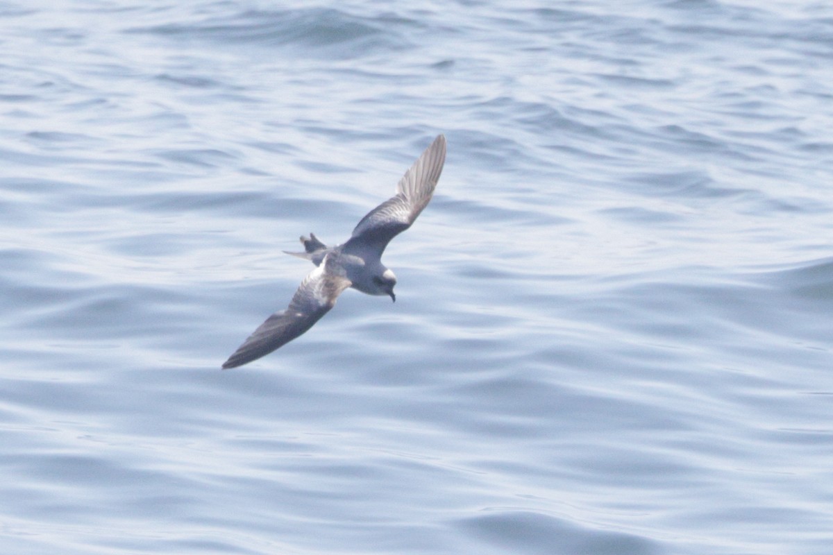 Fork-tailed Storm-Petrel - ML620006993