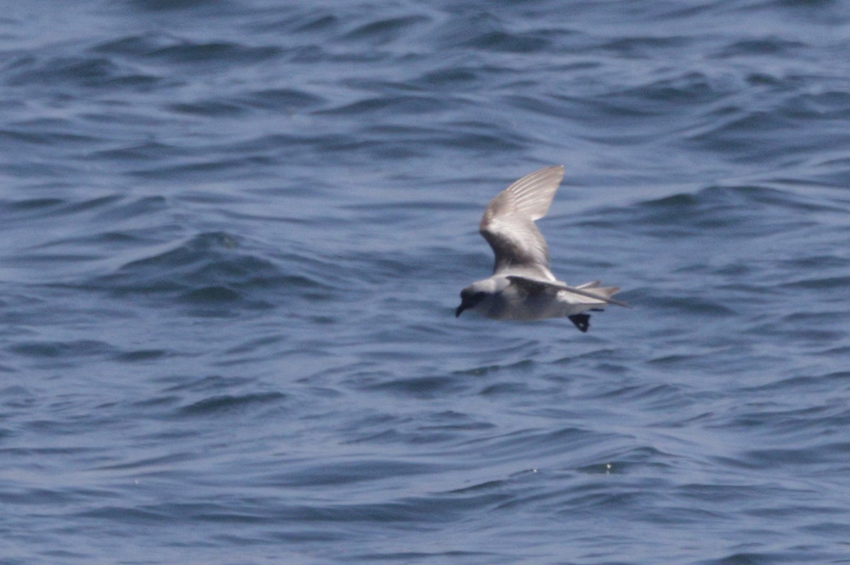 Fork-tailed Storm-Petrel - ML620006994