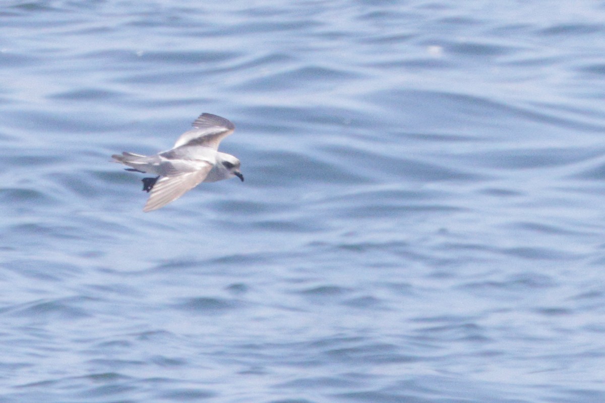 Fork-tailed Storm-Petrel - ML620006995