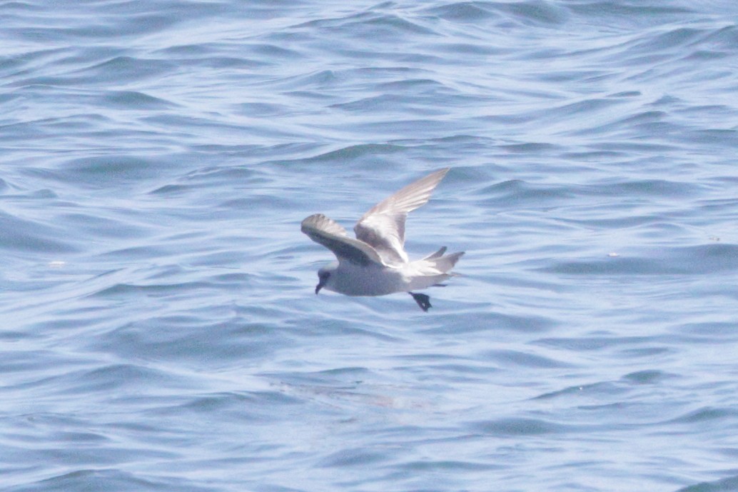 Fork-tailed Storm-Petrel - ML620006996