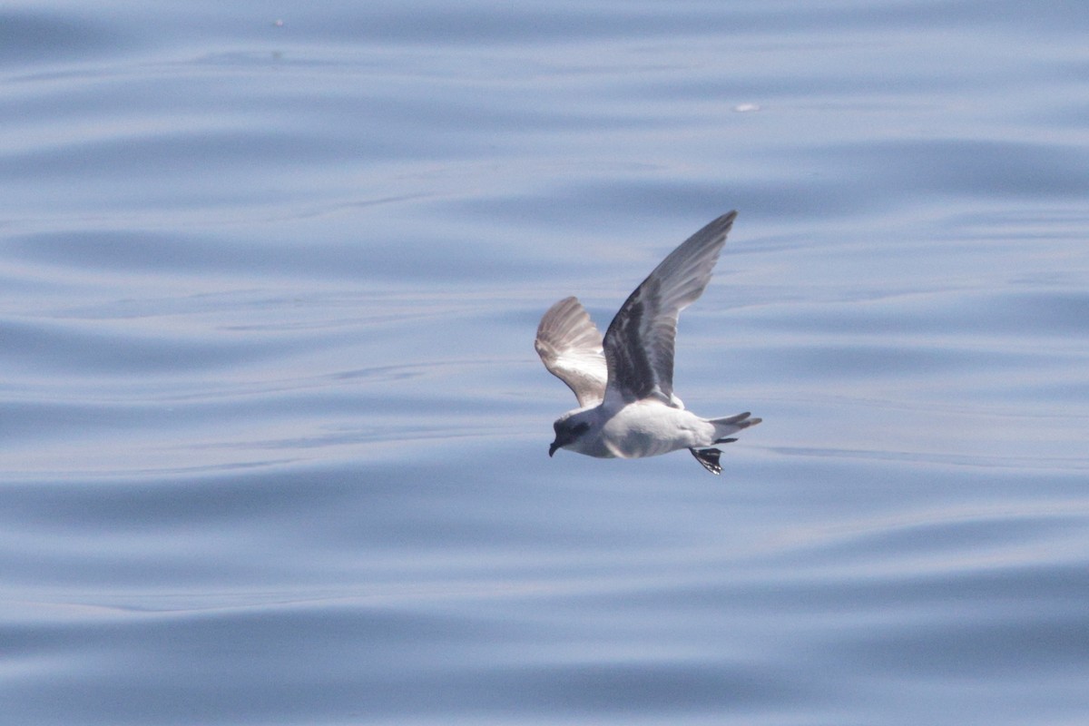 Fork-tailed Storm-Petrel - ML620006997