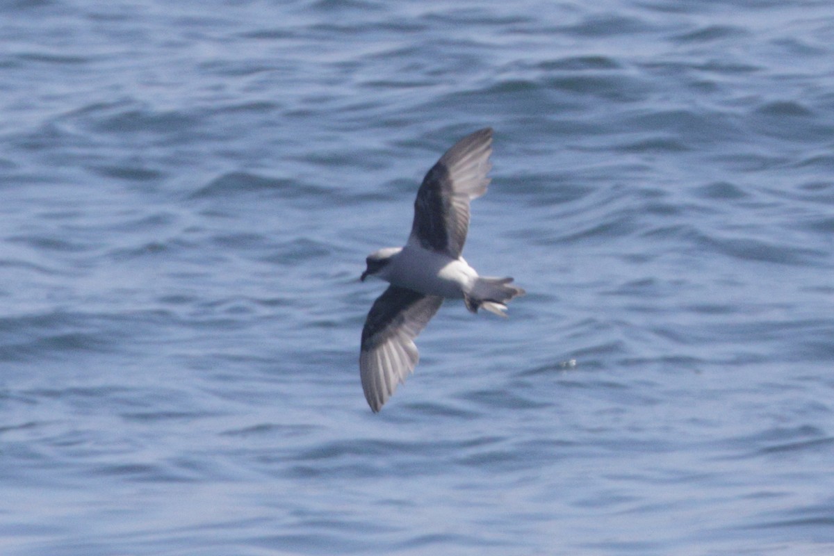 Fork-tailed Storm-Petrel - ML620006998