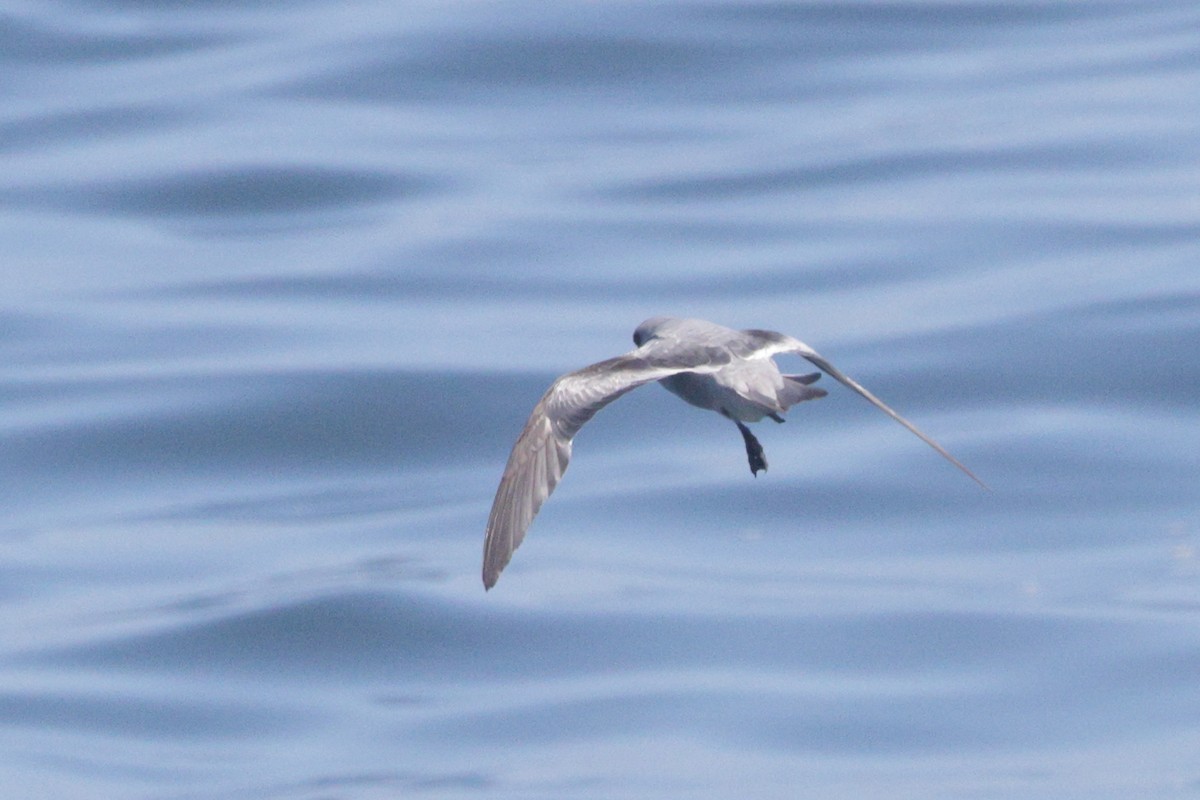 Fork-tailed Storm-Petrel - ML620006999