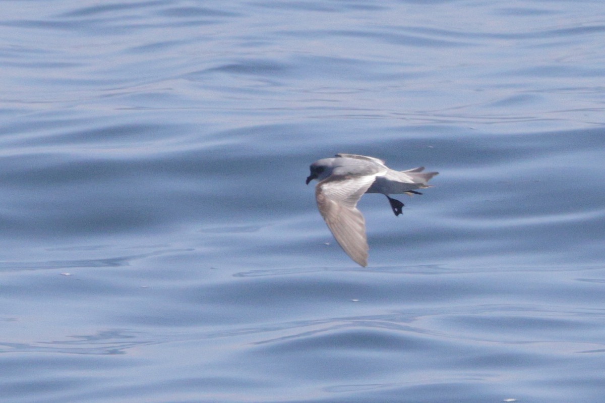 Fork-tailed Storm-Petrel - ML620007000