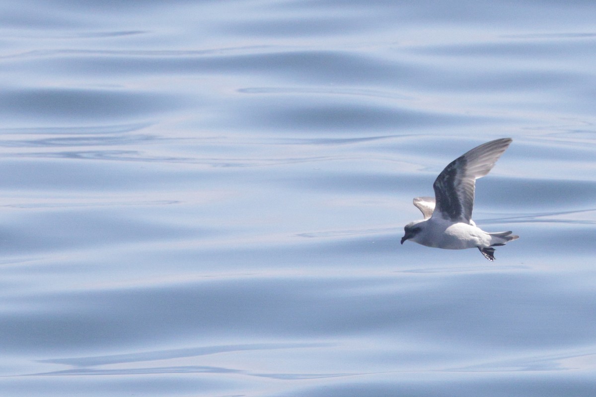 Fork-tailed Storm-Petrel - ML620007001