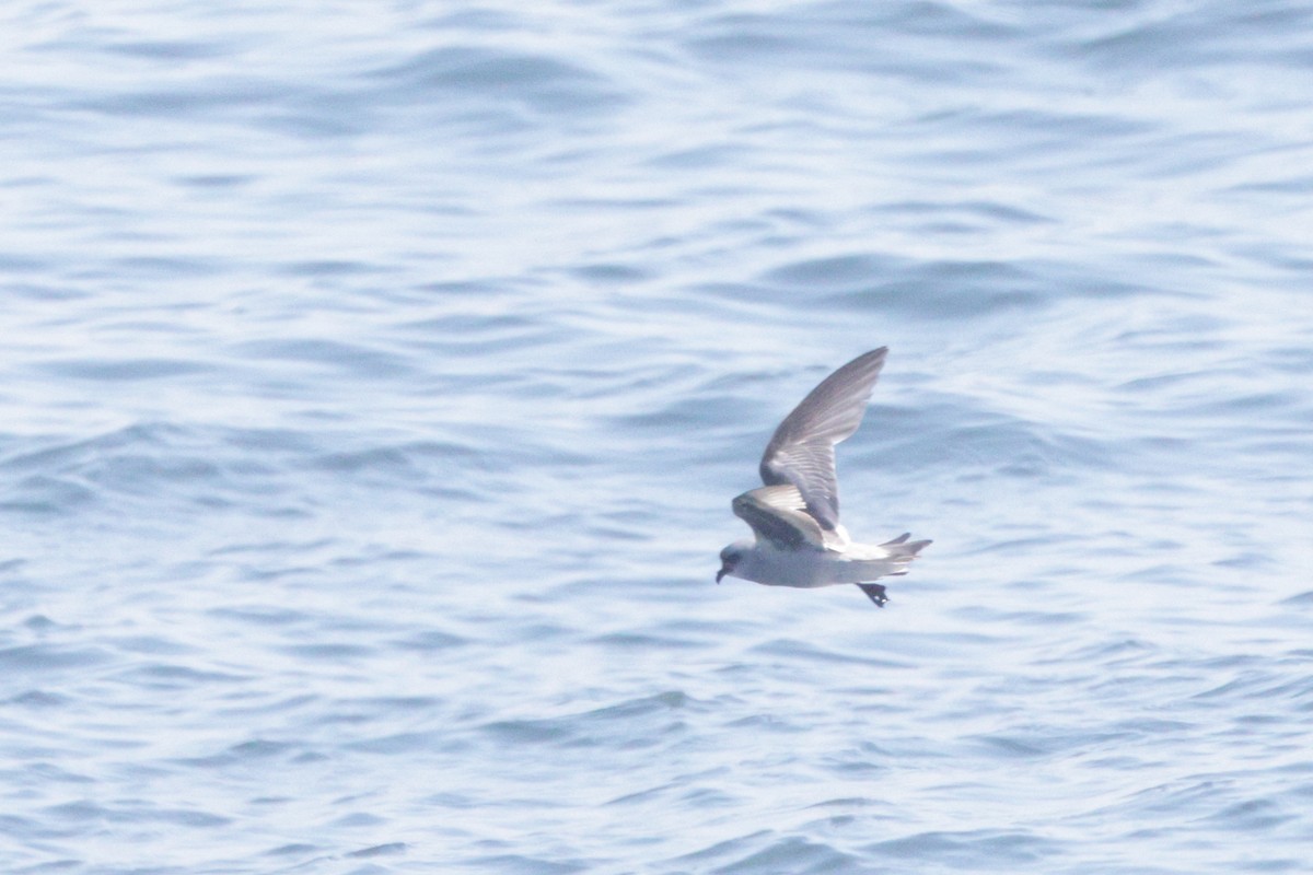 Fork-tailed Storm-Petrel - ML620007002
