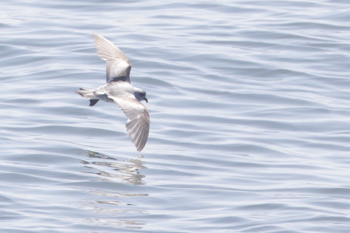 Fork-tailed Storm-Petrel - ML620007003