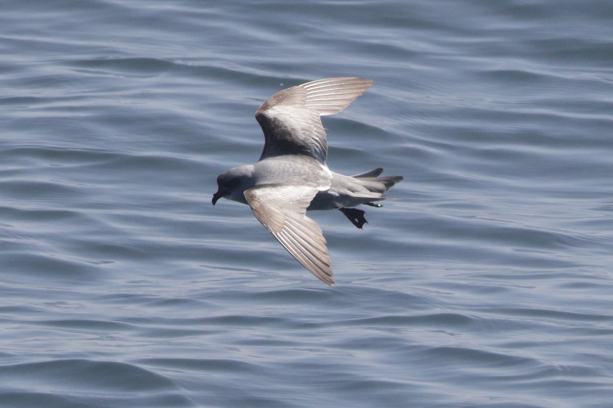 Fork-tailed Storm-Petrel - ML620007004