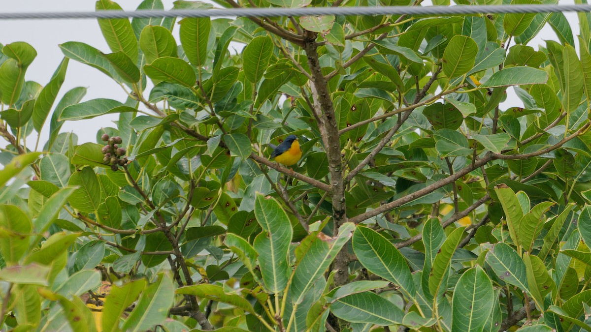 Parula Pitiayumí - ML620007006