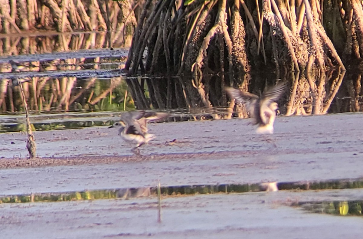 Black-bellied Plover - ML620007026