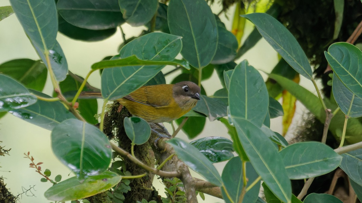 Common Chlorospingus - ML620007028