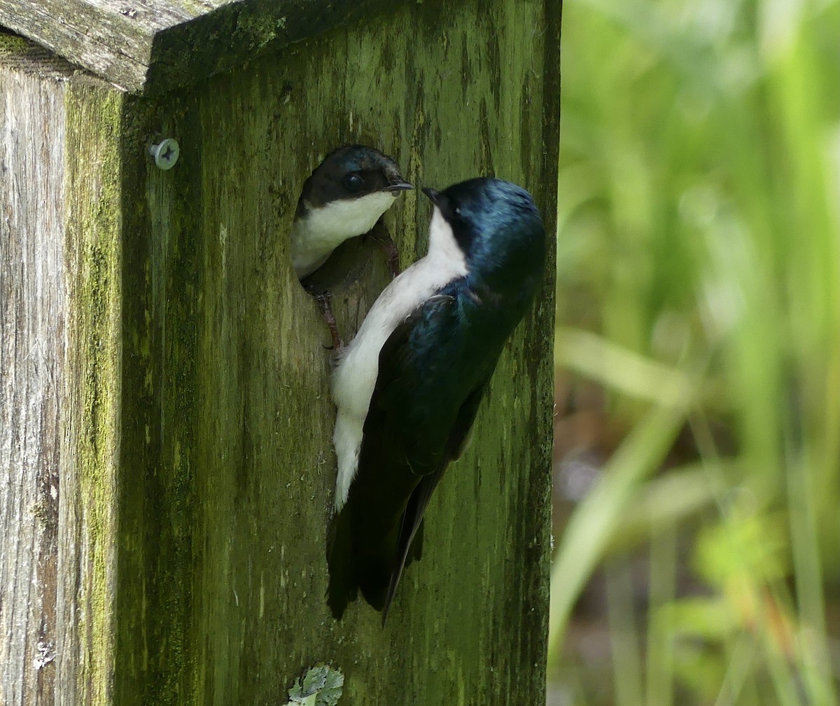 Golondrina Bicolor - ML620007033