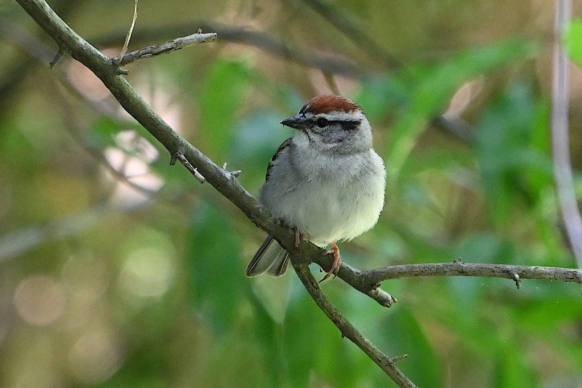 Chipping Sparrow - ML620007042