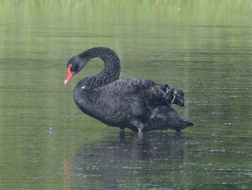 Black Swan - ML620007045