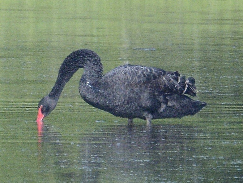 Black Swan - ML620007047