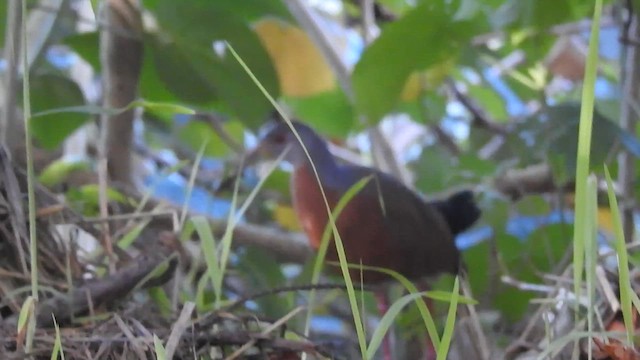 Little Wood-Rail - ML620007050